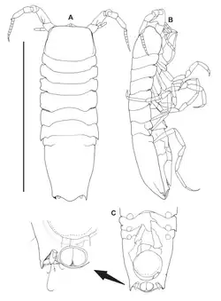 Haploniscus astraphes (Haploniscidae)