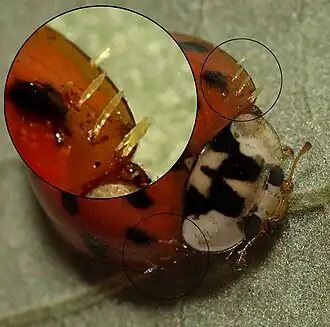 Жук Harmonia axyridis, поражённый лабульбениомицетом