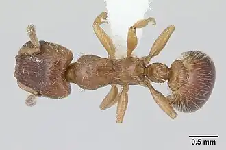 Рабочий сверху