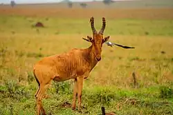 Антилопа конгони