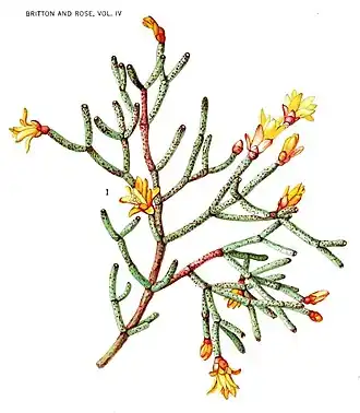 Hatiora cylindrica