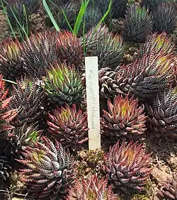 Haworthiopsis reinwardtii