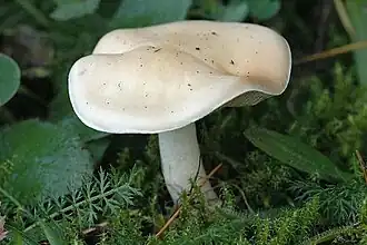 Hebeloma crustuliniforme — Гебелома клейкая