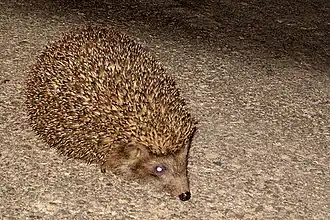 Белогрудый ёж