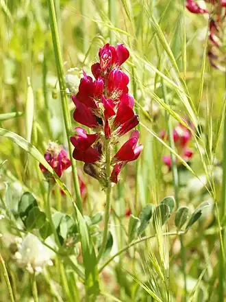 Копеечник корончатый