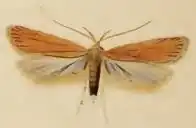 Helcystogramma