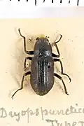 Helichus puncticollis