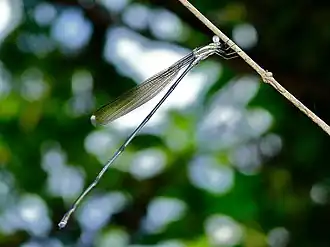 Mecistogaster modesta