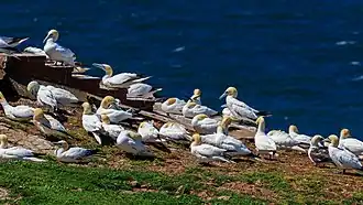 Олуши на клифах Гельголанда