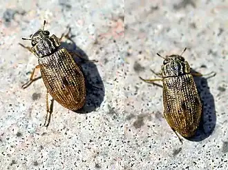 Helophorus aquaticus