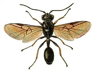 Helorus anomalipes
