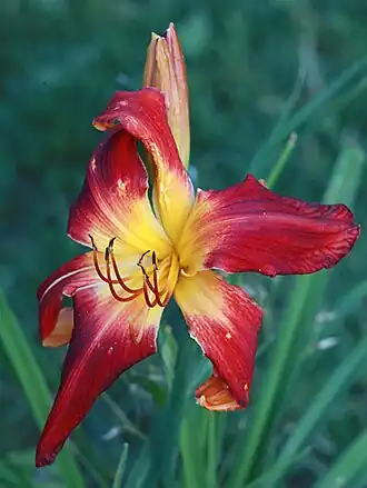Hemerocallis 'Fireborn'Россия. Владимирская область