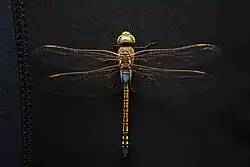 Дозорщик-седлоносец