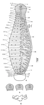 Рисунок Hemiclepsis erhaiensis, выполненный автором первоописания. Римскими цифрами обозначены номера сегментов. А — общий вид; В — варианты расположения глаз; С — форма последней пары карманов желудка.