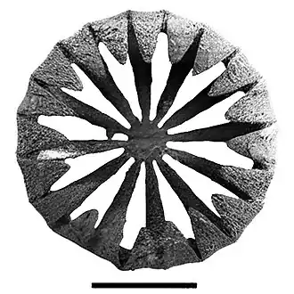 Скелетный элемент Hemisphaeranthos sp.