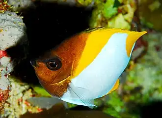 Hemitaurichthys polylepis