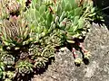 Молодило кровельное (Sempervivum tectorum)
