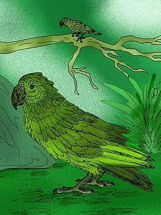 Реконструкция Heracles inexpectatus (снизу) и Nelepsittacus minimus