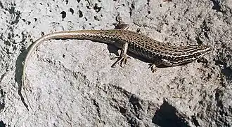 Переднеазиатская мабуя