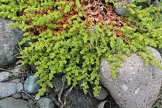 Грыжник кавказский