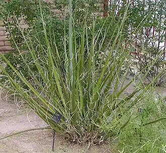 Hesperaloe funifera
