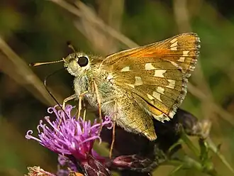 Толстоголовки (род)