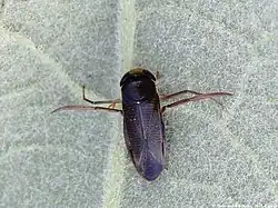 Hesperocorixa linnaei