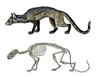 Hesperocyon gregarius реконструкция и скелет