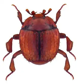 Hetaerius ferrugineus
