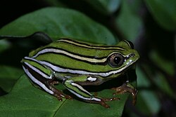 Heterixalus rutenbergi