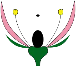 Двойной околоцветник (чашечка и венчик дифференцированы)