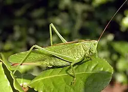 Tettigonia viridissima, самка