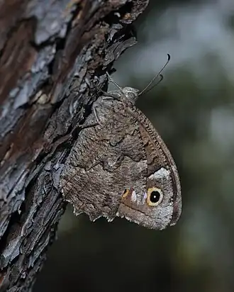 Бархатница фатуя