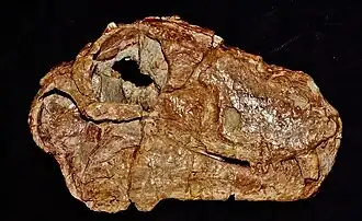 Череп Hipposaurus boonstrai