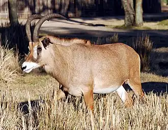 Лошадиная антилопа