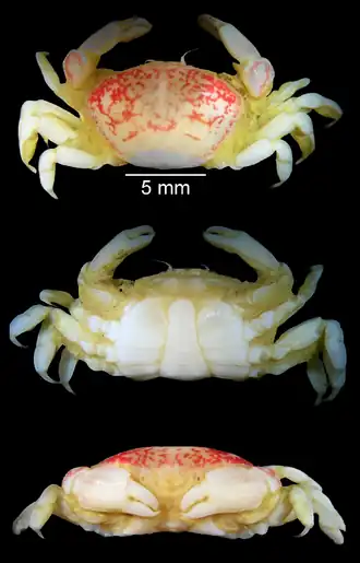 Holothuriophilus trapeziformis, самец