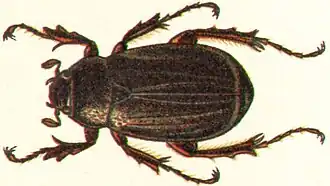 Holotrichia diomphalia