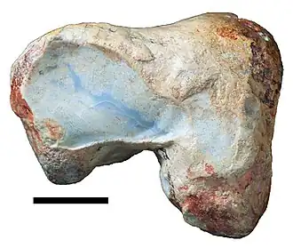 Голотип (образец BMNH R.3719), показанный снизу