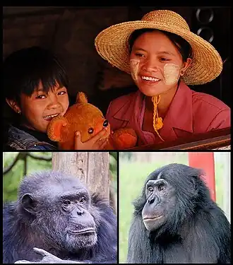 Сверху: человек разумный;
 Снизу: шимпанзе, бонобо.