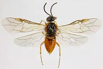 Hoplocampa pectoralis