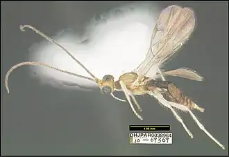 Hormius grettelvegae