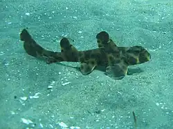 Калифорнийская бычья акула