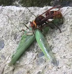 Шершень поедающий закавказского древесного богомола