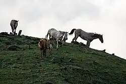 Сгоняемые лошади пробегают через холм с могильными камнями