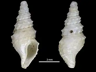 Раковина Hortia aotearoa