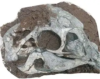 Череп голотипа