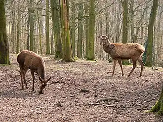 Хюльзер-Берг, март 2011 год
