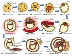 Начальные стадии эмбриогенеза человека
