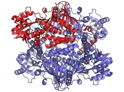 Тетрамер аргининосукцинат-синтетазы человека с протомером, выделенным красным цветом PDB 2NZ2.