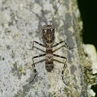 Humbertiella similis